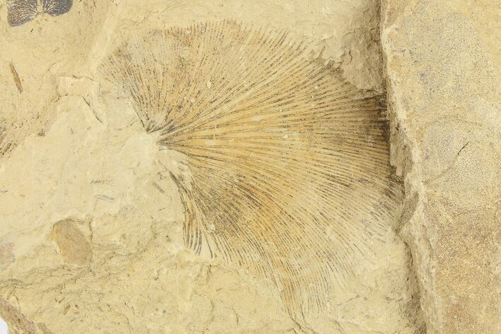 Pennsylvanian Fossil Seed Fern (Cyclopteris) - Kansas #262505